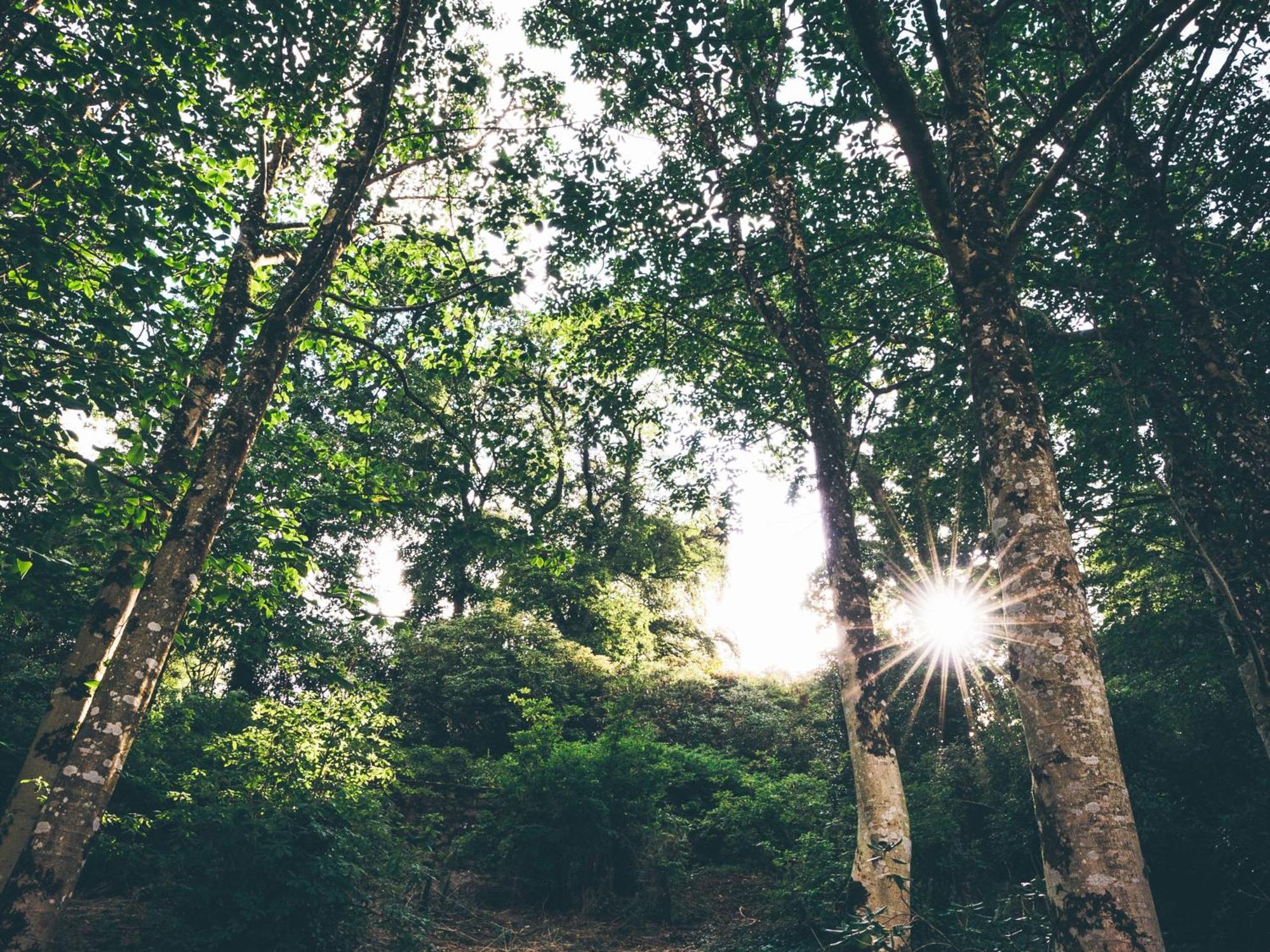 The Forest At Mount Congreve Gardens Kilmeaden Екстериор снимка
