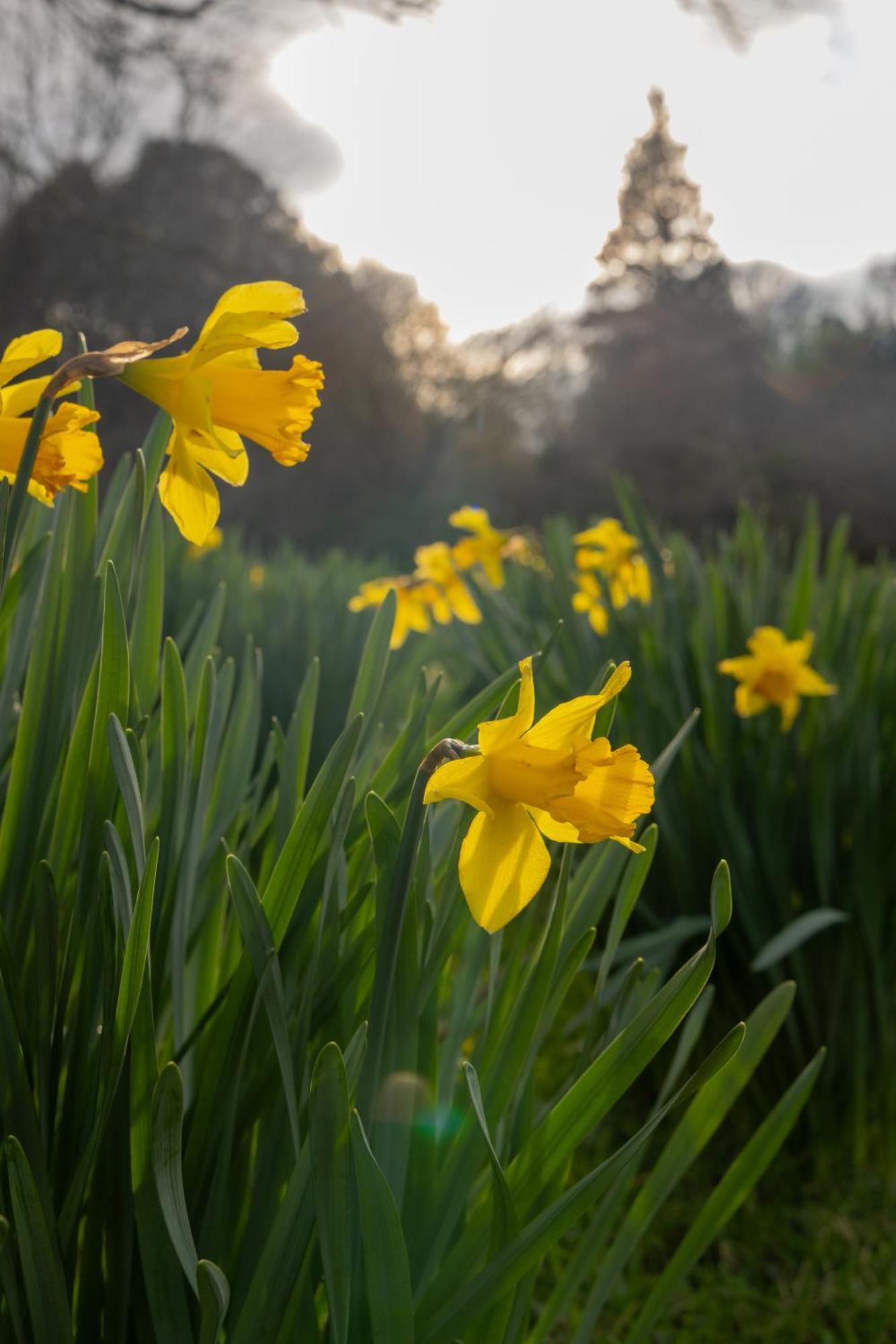 The Forest At Mount Congreve Gardens Kilmeaden Екстериор снимка
